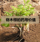 <strong>楤木根的药用价值</strong>