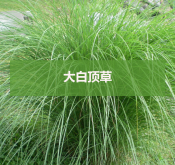 <strong>大白顶草</strong>