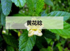 <strong>黄花稔</strong>