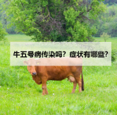 <strong>牛五号病传染吗？症状有哪些？</strong>