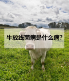 牛放线菌病是什么病？