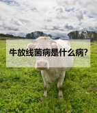 <strong>牛放线菌病是什么病？</strong>