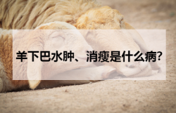 <strong>羊下巴水肿、消瘦是什么病？</strong>