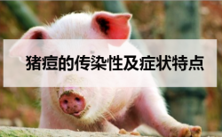 <strong>猪痘的传染性及症状特点</strong>