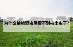 <strong>为什么给猪驱虫后看不到拉出虫子？</strong>