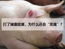 <strong>打了猪瘟疫苗，为什么还会“发瘟”？</strong>