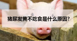 <strong>猪尿发黄不吃食是什么原因？</strong>
