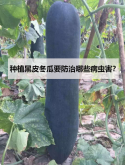 <b>种植黑皮冬瓜要防治哪些病虫害？</b>