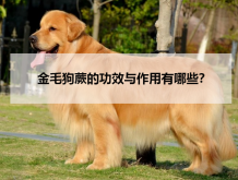 <strong>金毛狗蕨的功效与作用有哪些？</strong>