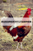 感染禽流感的鸡为什么不能接种疫苗