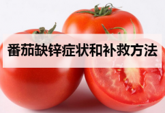 番茄缺锌症状和补救方法