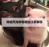 <strong>降低死淘率有哪些注意事项</strong>