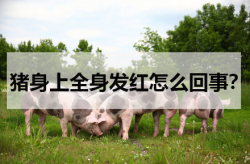 <strong>猪身上全身发红怎么回事？</strong>