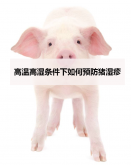 <strong>高温高湿条件下如何预防猪湿疹</strong>