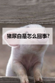 <strong>猪尿白是怎么回事？</strong>