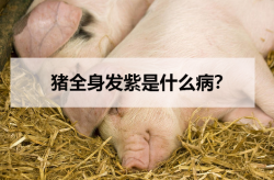 <strong>猪全身发紫是什么病？　</strong>