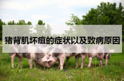 <strong>猪背肌坏疽的症状以及致病原因</strong>