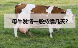 <strong>母牛发情一般持续几天?</strong>