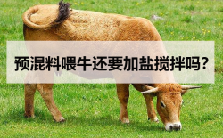 <strong>预混料喂牛还要加盐搅拌吗？</strong>