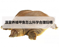 <strong>温室养殖甲鱼怎么科学合理投喂</strong>