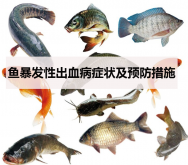 <strong>鱼暴发性出血病症状及预防措施</strong>