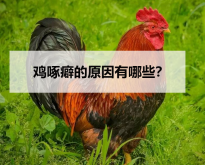 <strong>鸡啄癖的原因有哪些？</strong>