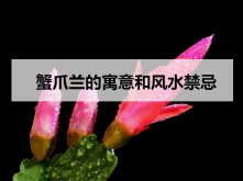 <strong>蟹爪兰的寓意和风水禁忌</strong>