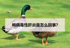 <strong>鸭病毒性肝炎是怎么回事？</strong>