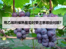 <strong>用乙烯利催熟葡萄时要注意哪些问题？</strong>