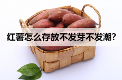 <strong>红薯怎么存放不发芽不发潮？</strong>
