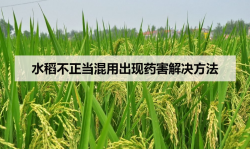 <strong>水稻不正当混用出现药害解决方法</strong>