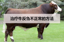 <strong>治疗牛反刍不正常的方法</strong>