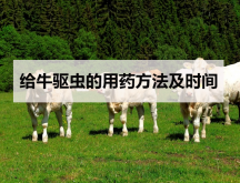 <strong>给牛驱虫的用药方法及时间</strong>