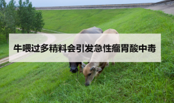 <strong>牛喂过多精料会引发急性瘤胃酸中毒</strong>