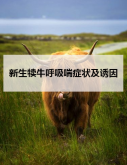 <strong>新生犊牛呼吸喘症状及诱因</strong>