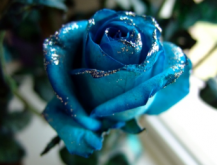 <strong>碎冰蓝玫瑰的花语是什么？</strong>