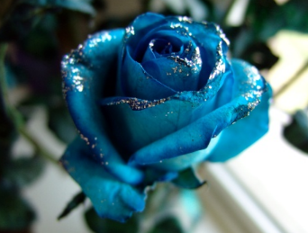 碎冰蓝玫瑰的花语是什么？