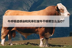 <strong>牛呼吸道感染和风寒引发牛干咳嗽怎么治疗？</strong>