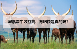 <strong>尿素喂牛效益高、育肥快是真的吗？</strong>