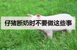 <strong>仔猪断奶时不要做这些事</strong>