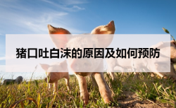 <strong>猪口吐白沫的原因及如何预防</strong>