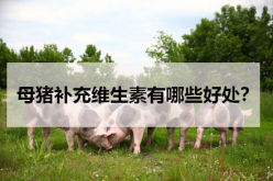 <strong>母猪补充维生素有哪些好处？</strong>