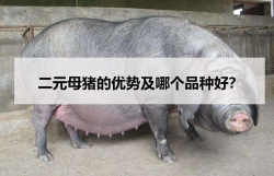 <strong>二元母猪的优势及哪个品种好？</strong>