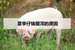 <strong>夏季仔猪腹泻的原因</strong>