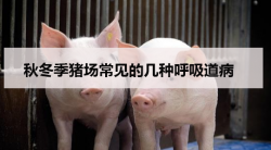 <strong>秋冬季猪场常见的几种呼吸道病</strong>