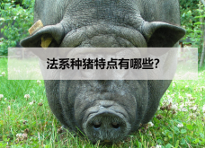 <strong>法系种猪特点有哪些？</strong>