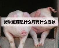 <strong>猪炭疽病是什么病有什么症状</strong>