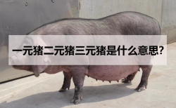 <strong>一元猪二元猪三元猪是什么意思？</strong>