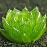 <strong>最容易烂根的多肉植物-玉露</strong>