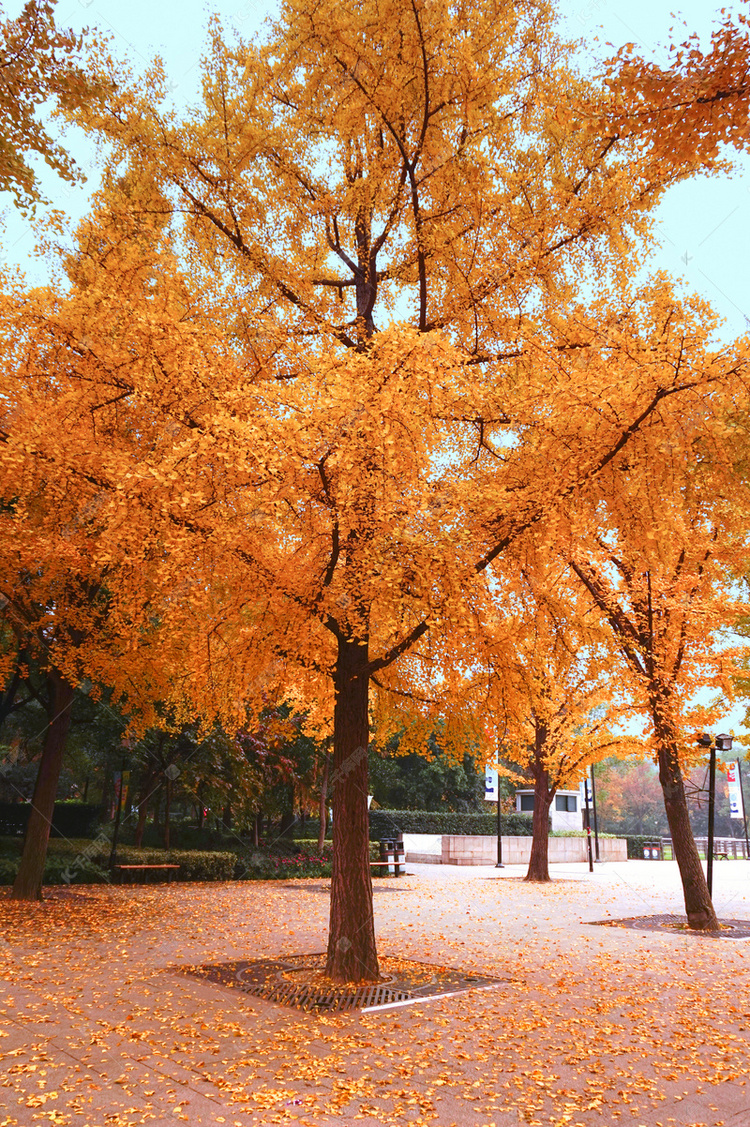 秋天银杏树的图片真实图片